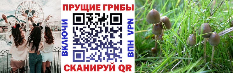Галлюциногенные грибы прущие грибы  Северская 